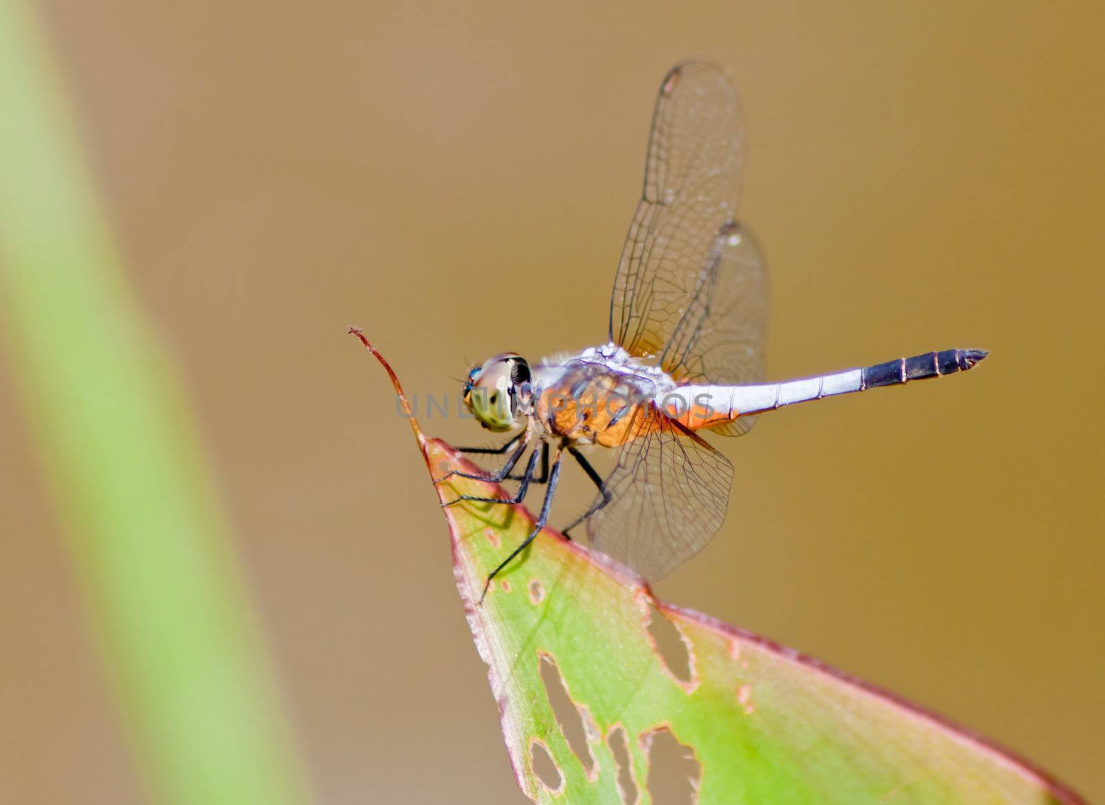 dragonfly Waterfront by nikky1972