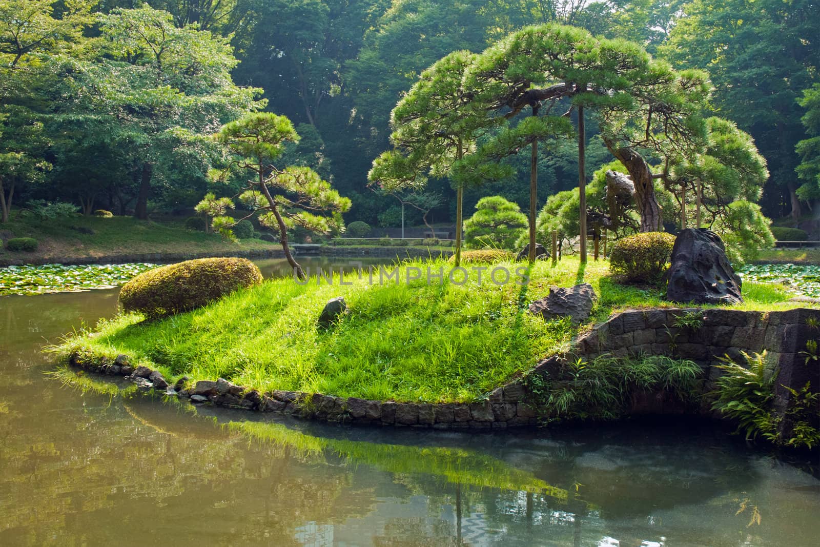 scenic Japanese pine tree on the small green island by summer time