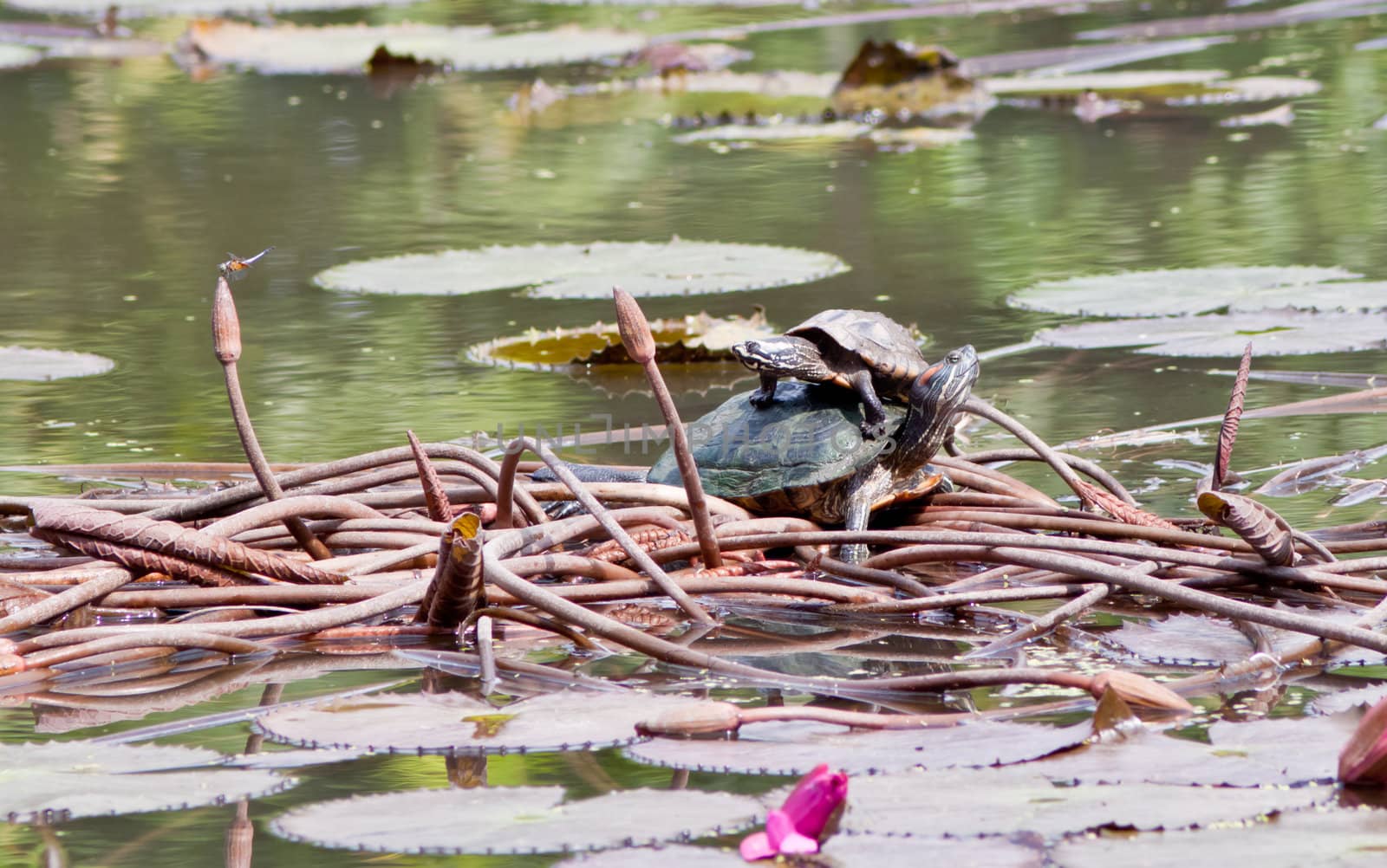 Turtles family in the wild -sun