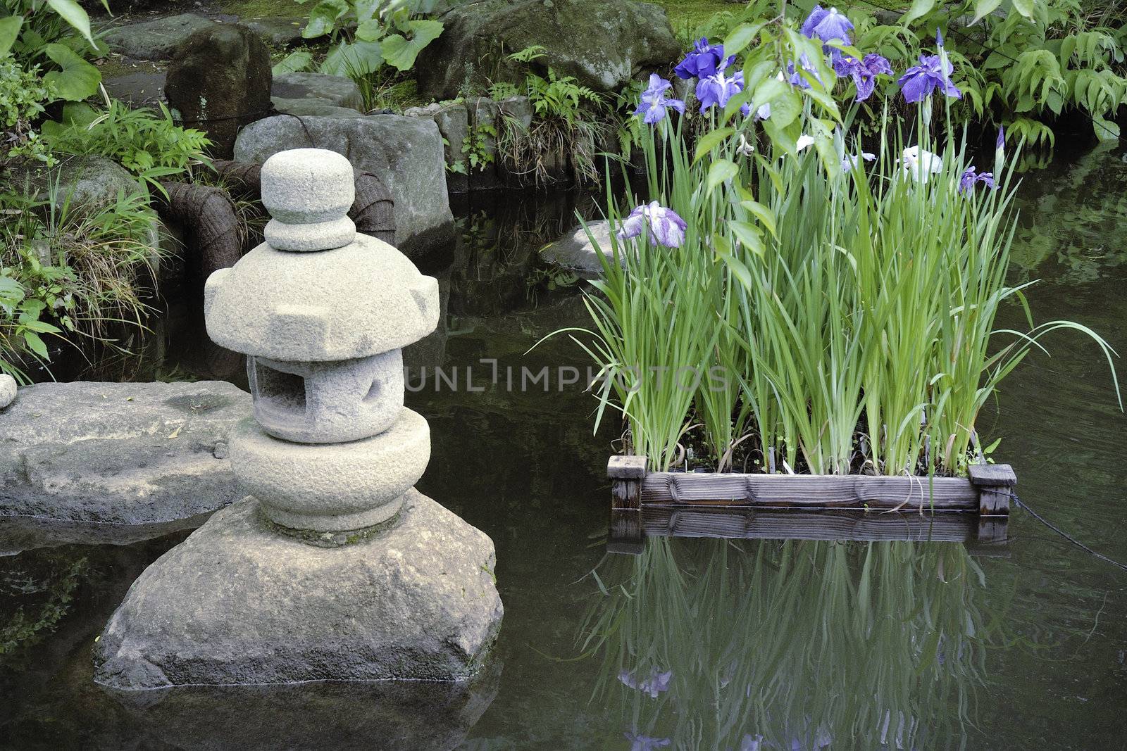 scenic quiet zen pond with water iris flower bed and stone lantern