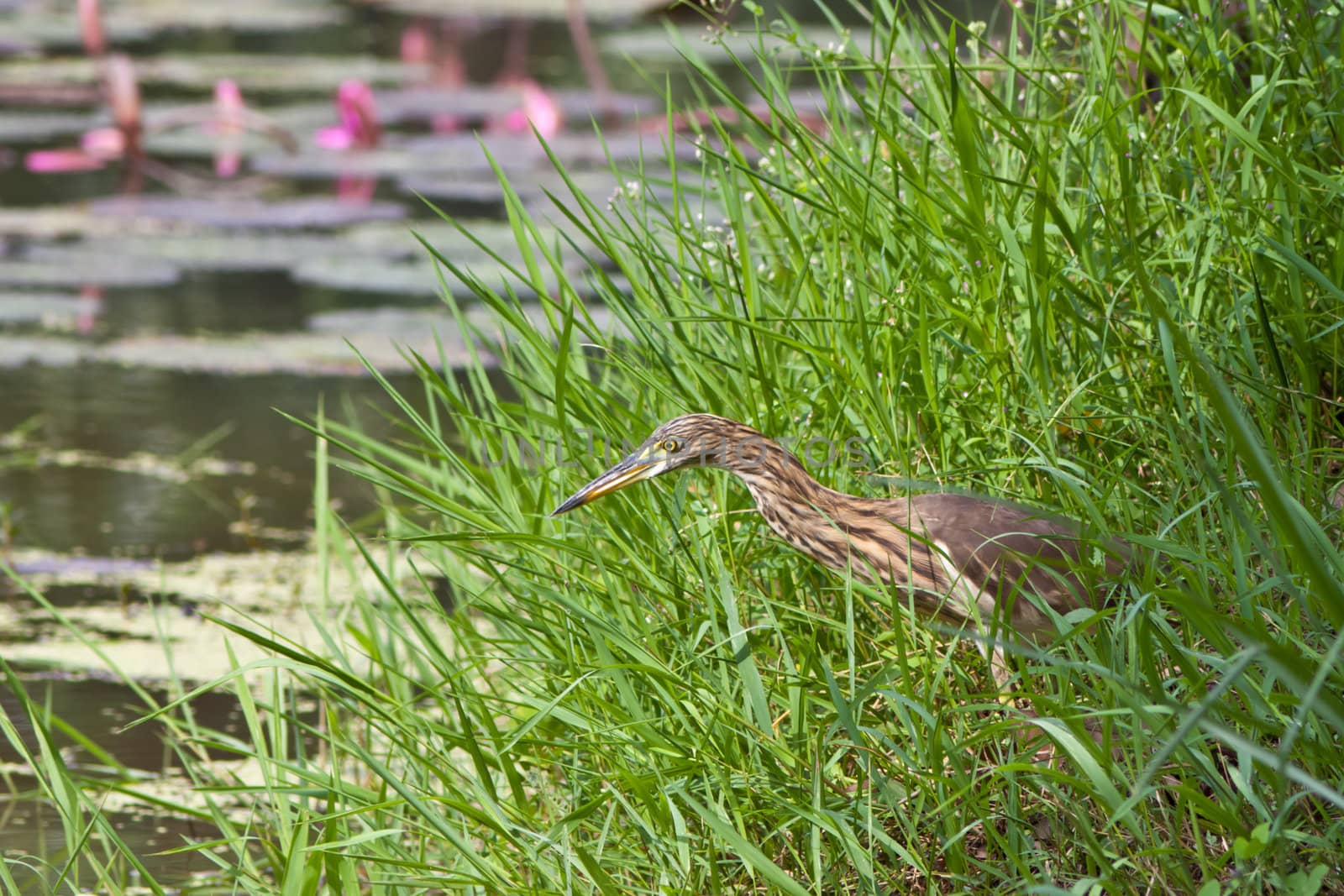 great heron in nature with water around. Waiting to fish