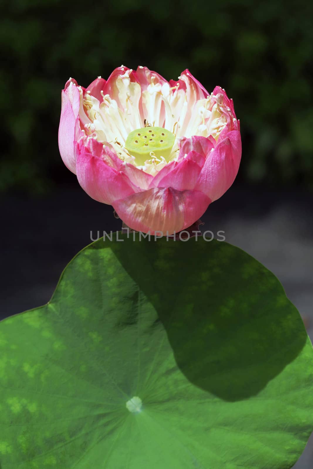 Pink Lotus by foto76