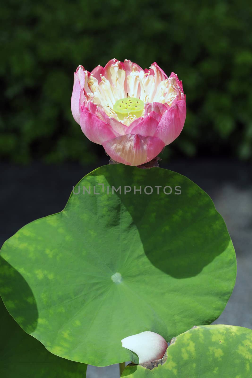 Pink Lotus by foto76