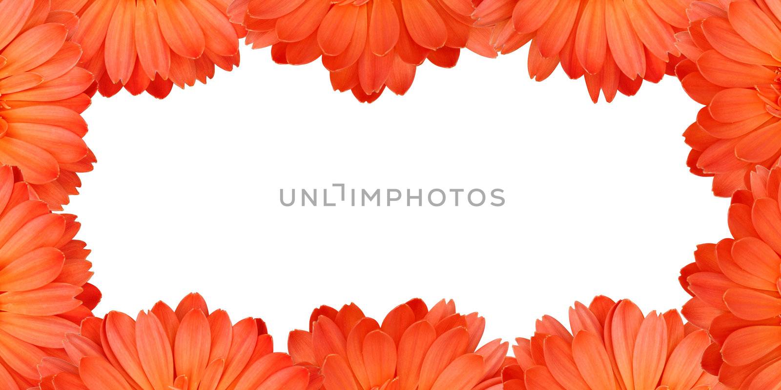 Gerbera flower create a frame on white background by foto76