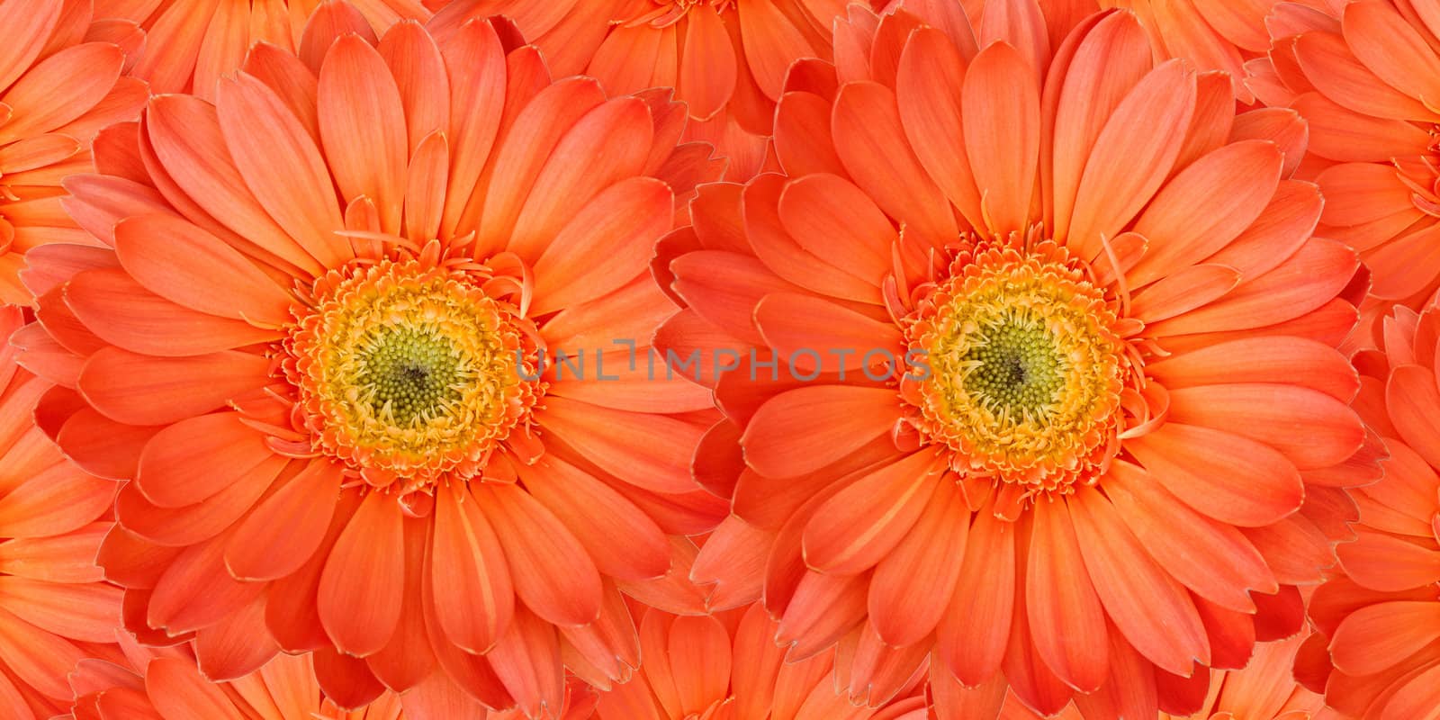 Beautiful daisy gerbera flowers