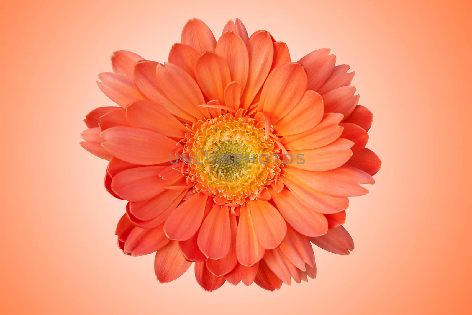 Beautiful daisy gerbera flower