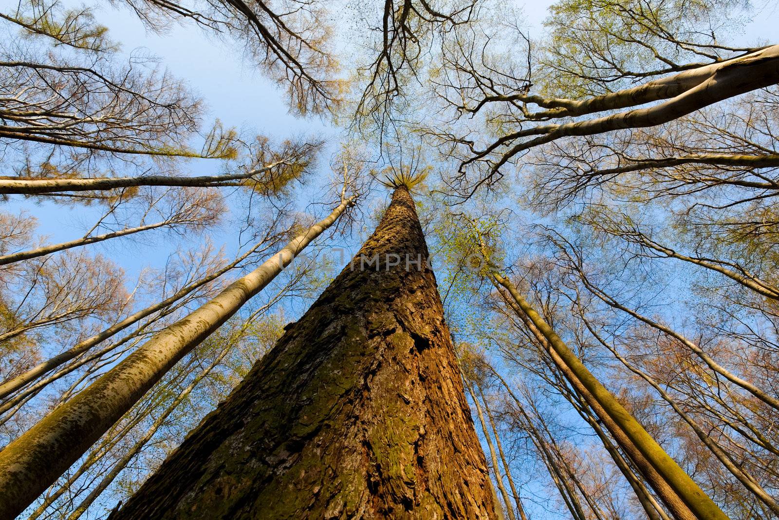 Tree canopy by andromeda13