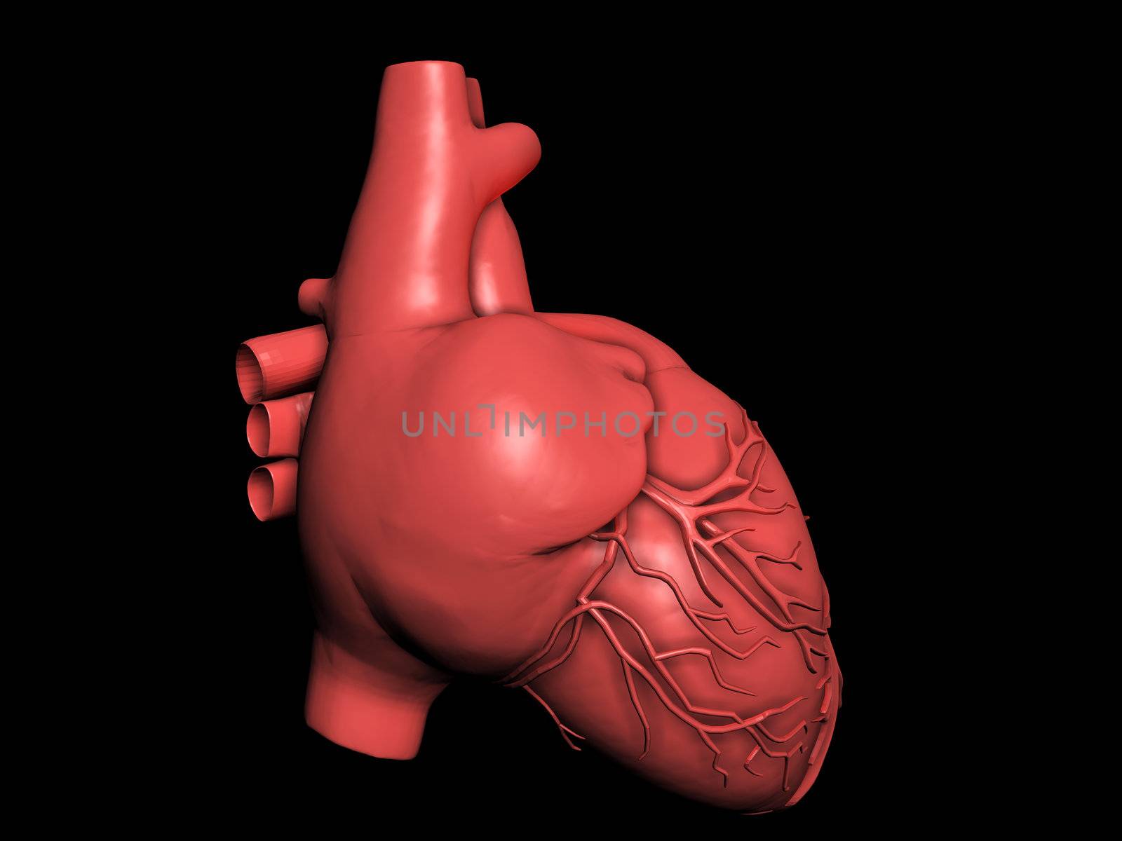 Model of human heart by andromeda13