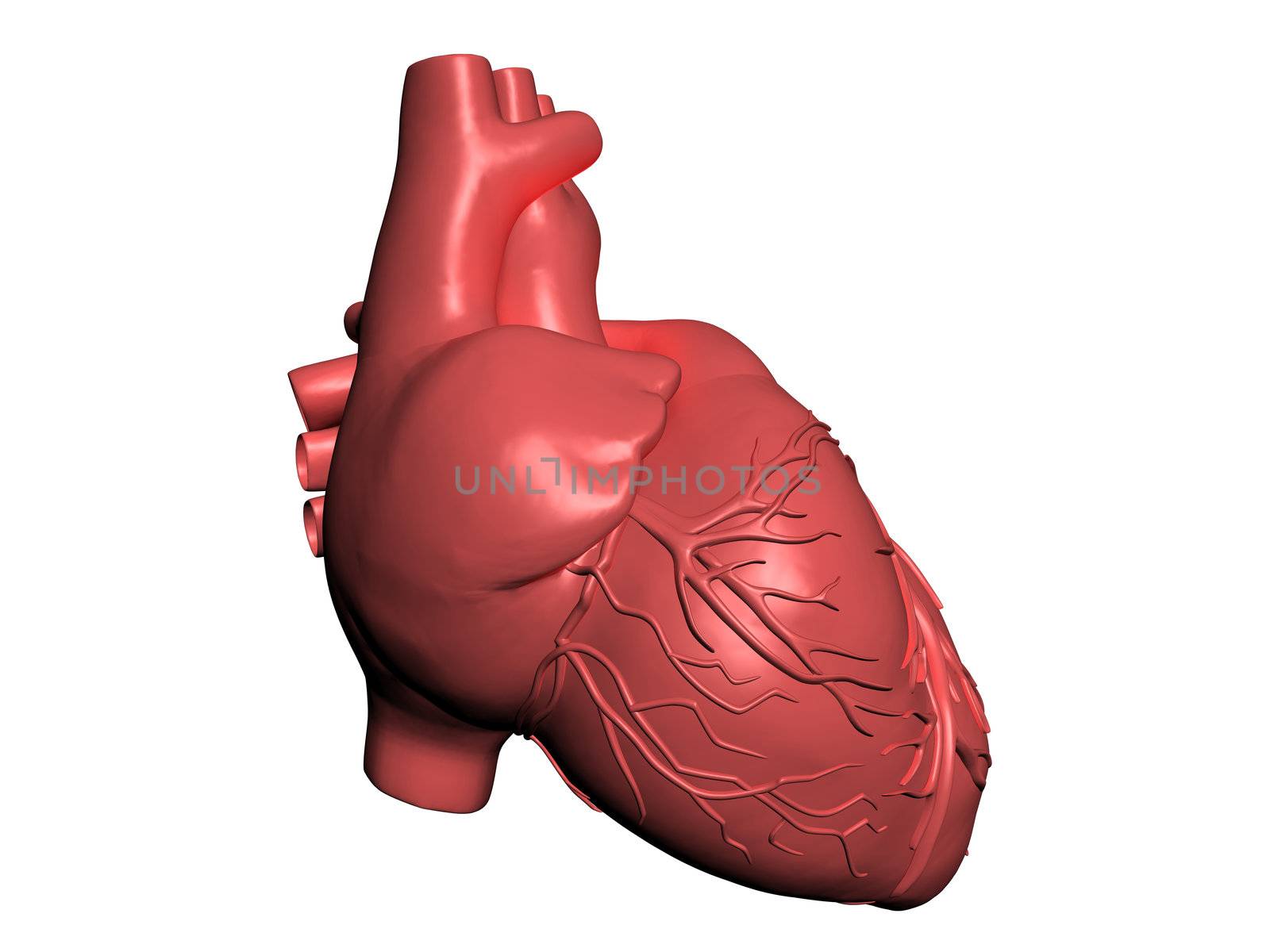 Model of human heart by andromeda13
