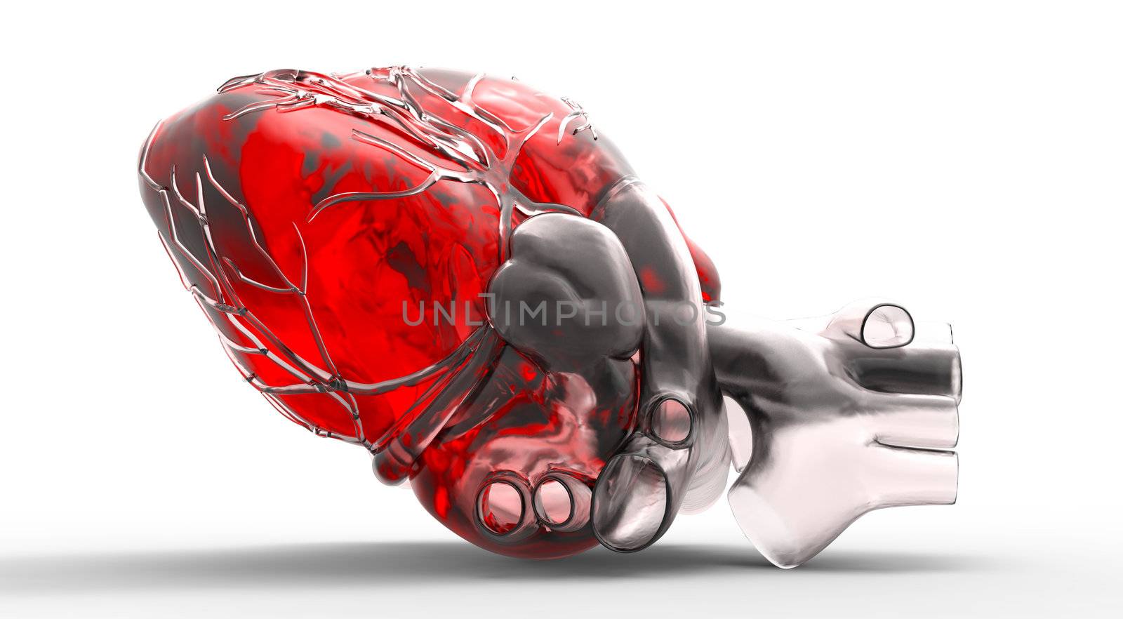 Model of human heart by andromeda13