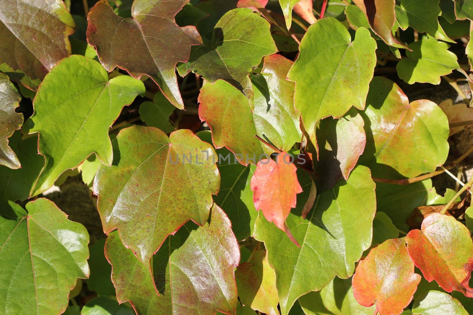 Close up of autumn ivy leaves