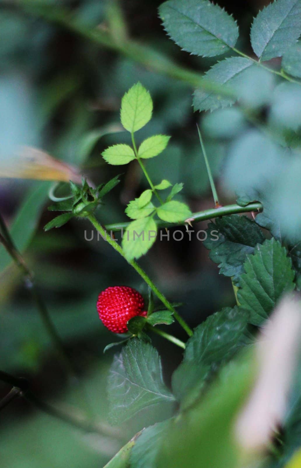 Close up of wild small strawberry with green leaves