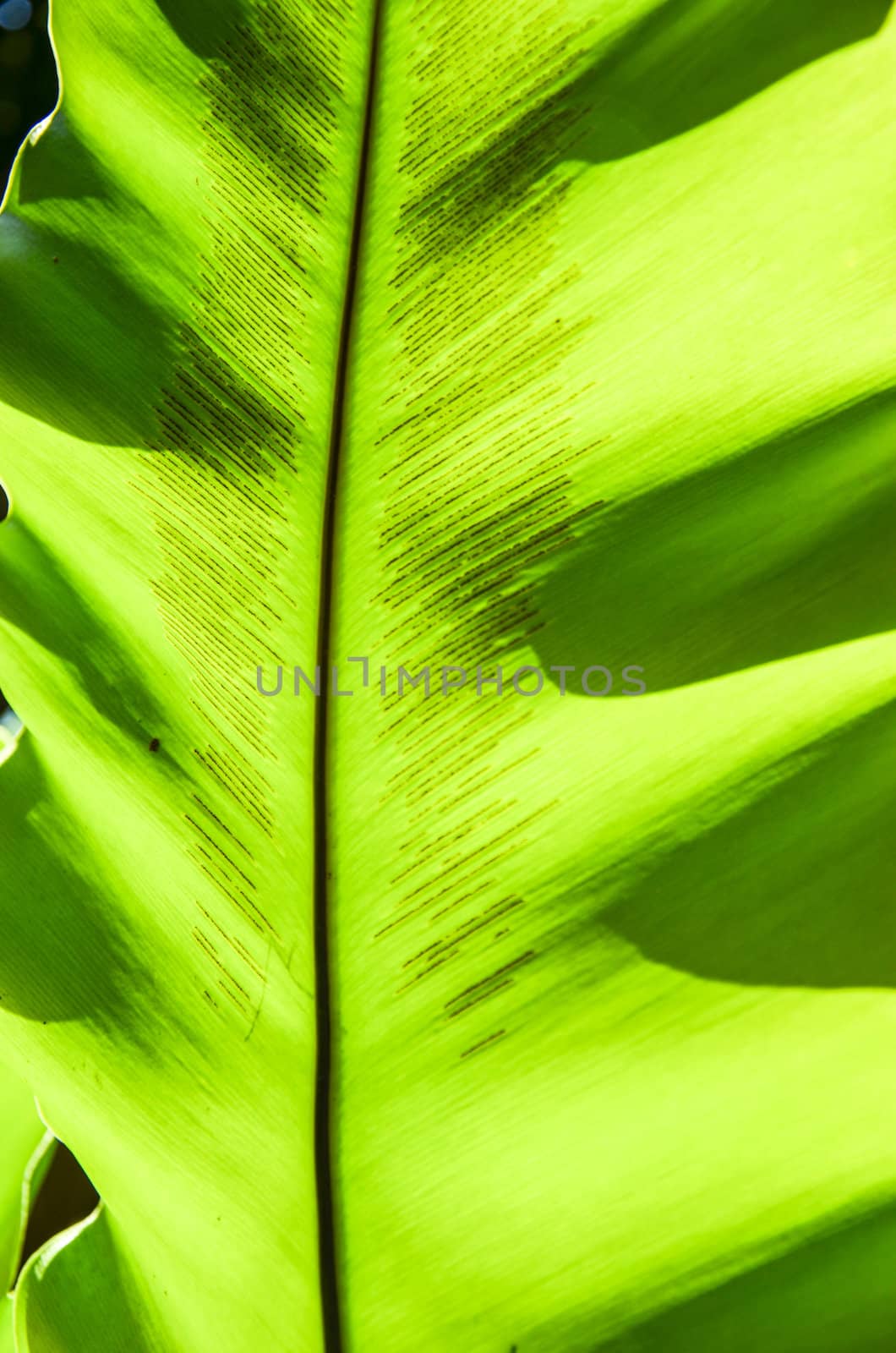 The large green leaves.