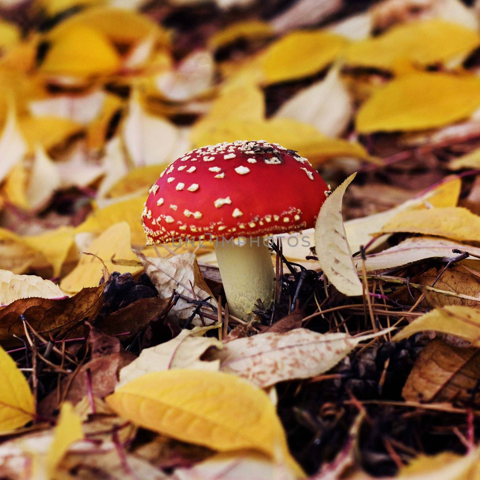 Mushroom with a red hat in autumn forest on background of yellow leaves