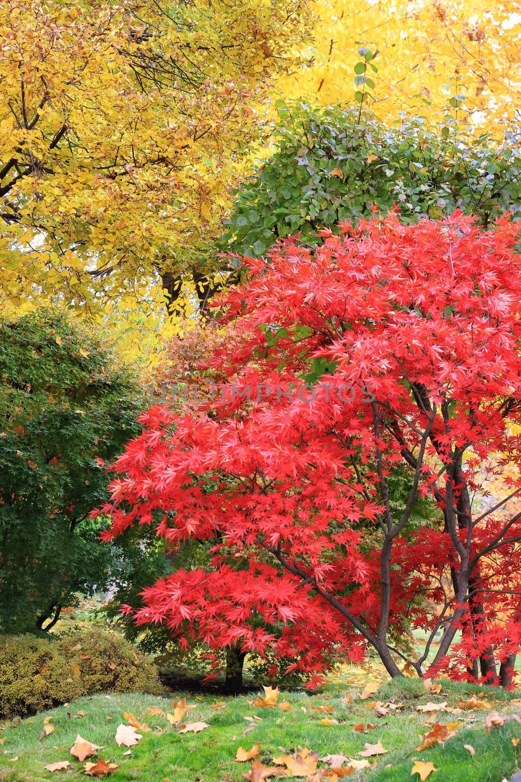 A tree in a autumn japanese style garden