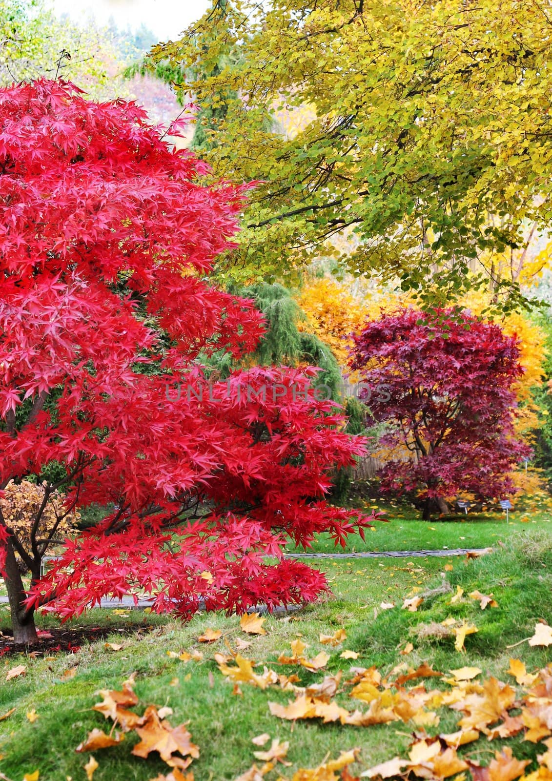 Trees in a autumn japanese style garden 