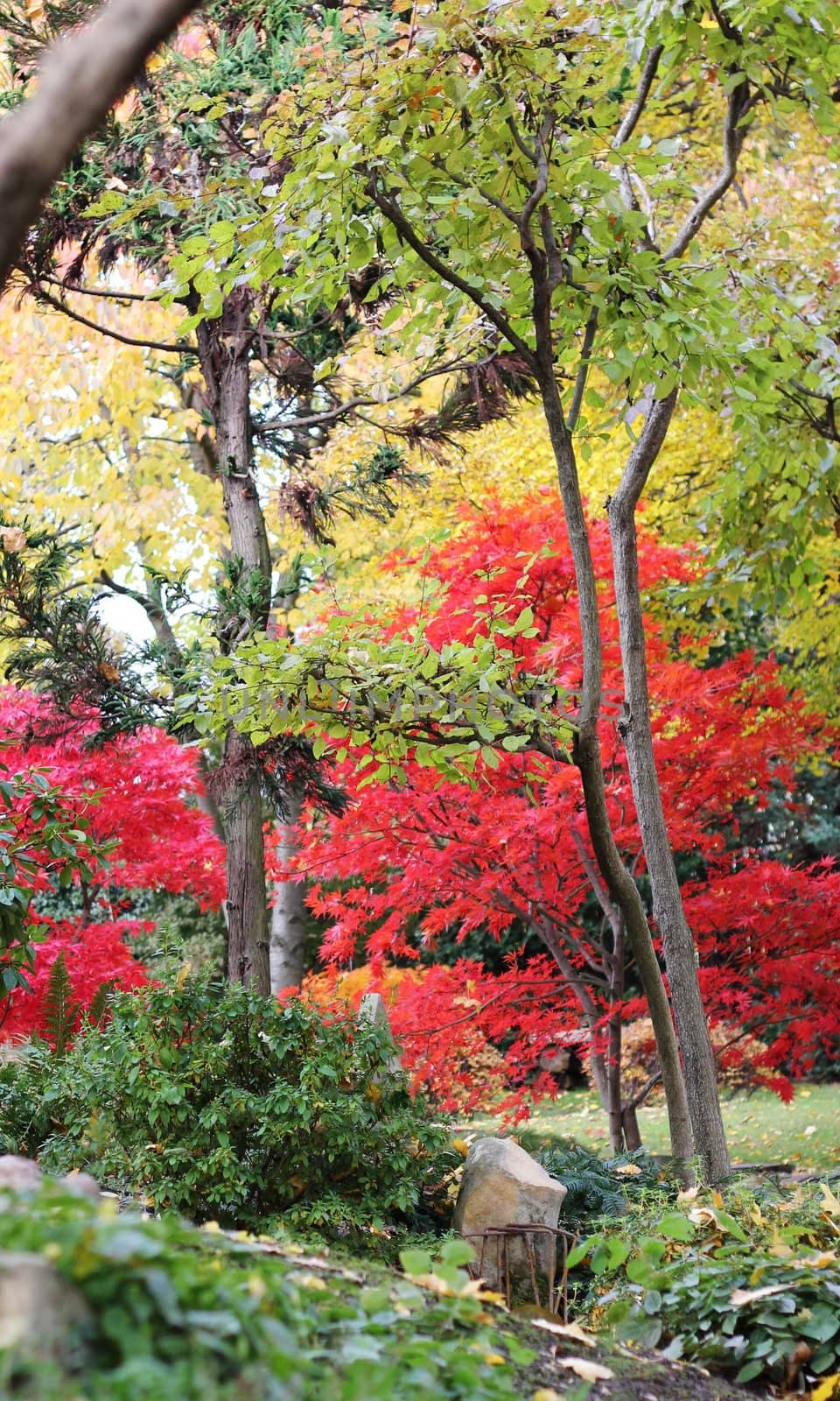 Trees in a japanese garden  by Kristina_Usoltseva