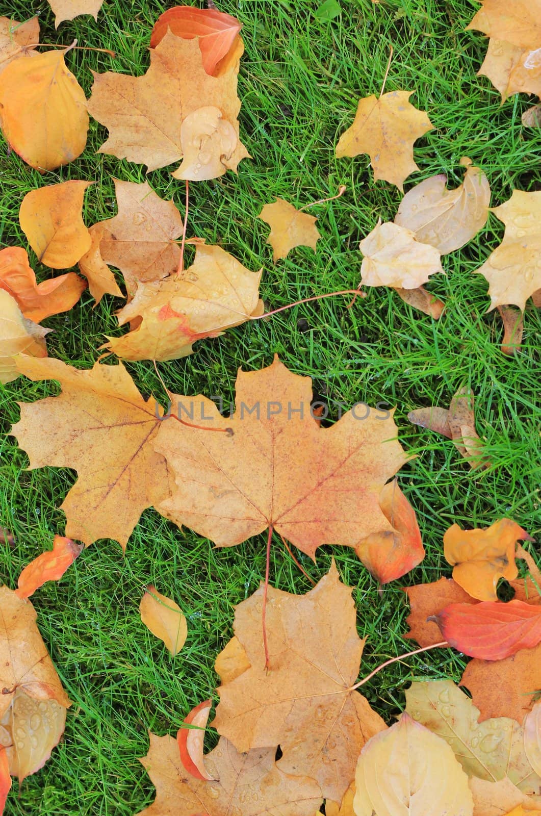 Autumn leaves on green grass by Kristina_Usoltseva