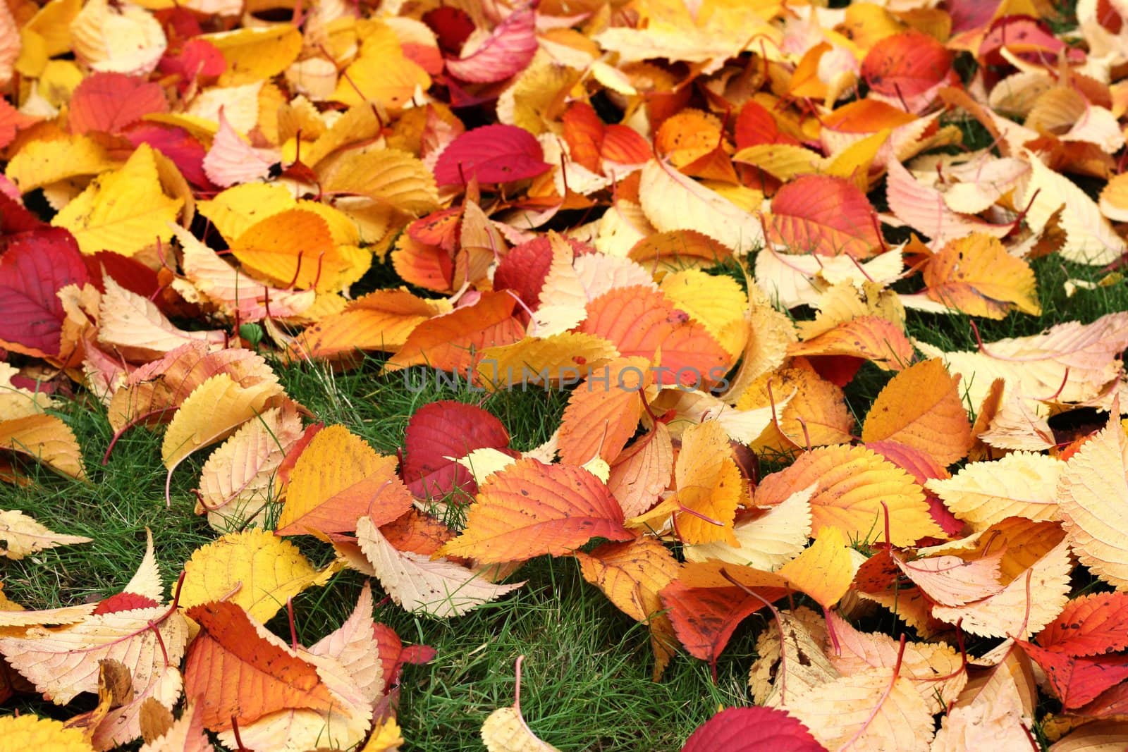 Autumn leaves on green grass