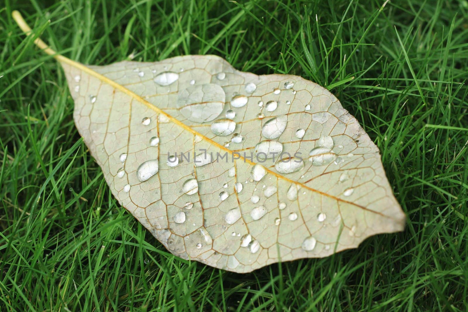 Autumn leaf with water drops on green grass