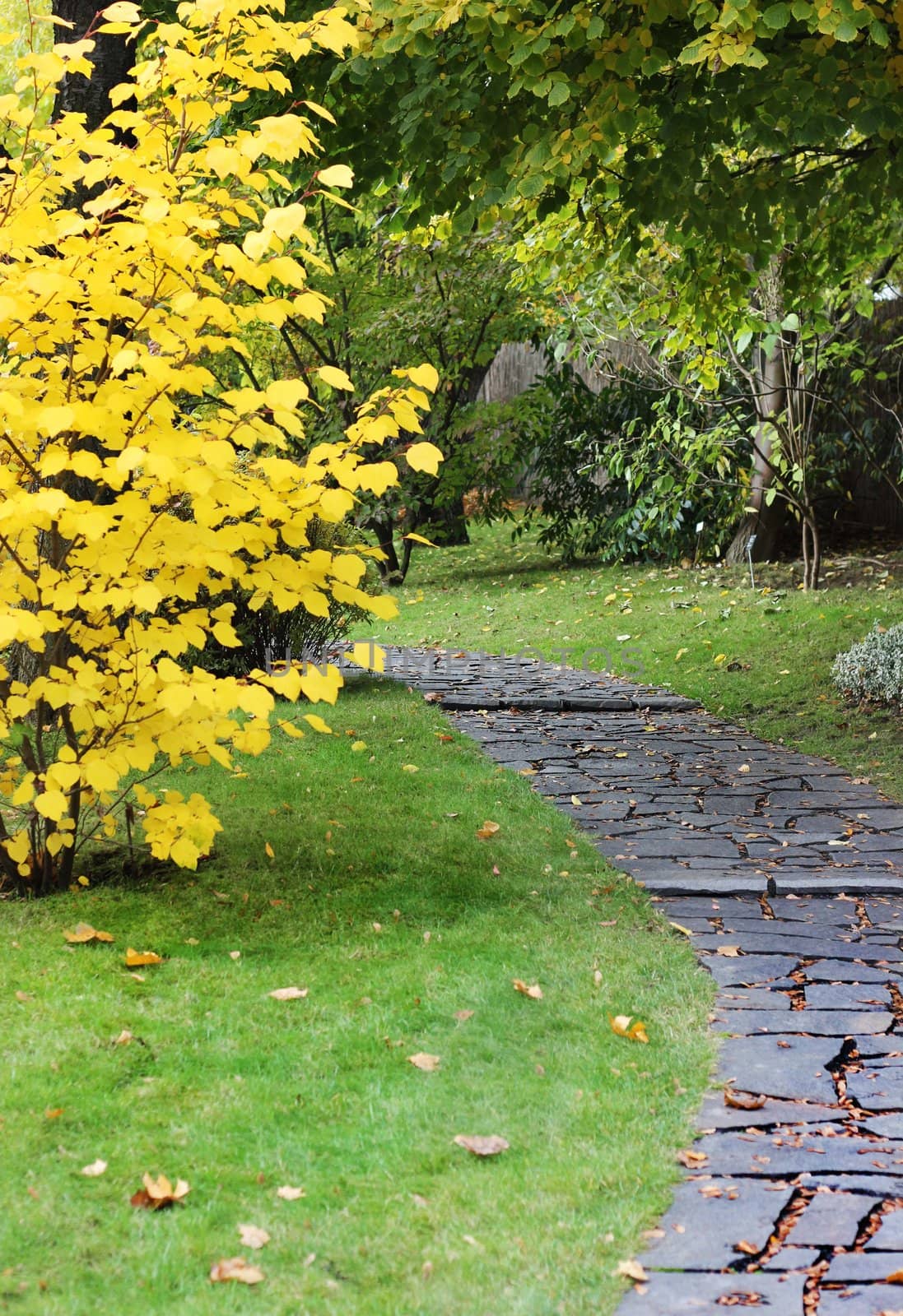 Paved path and tree in a autumn japanese style garden