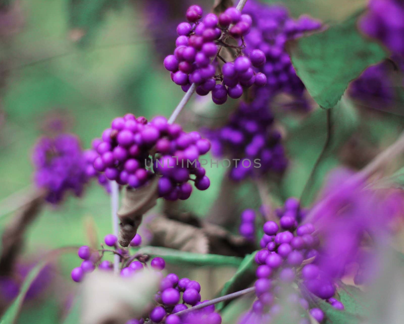 Close up of Callicarpa bodinieri�s  leaves and fruits (Beauty berry)