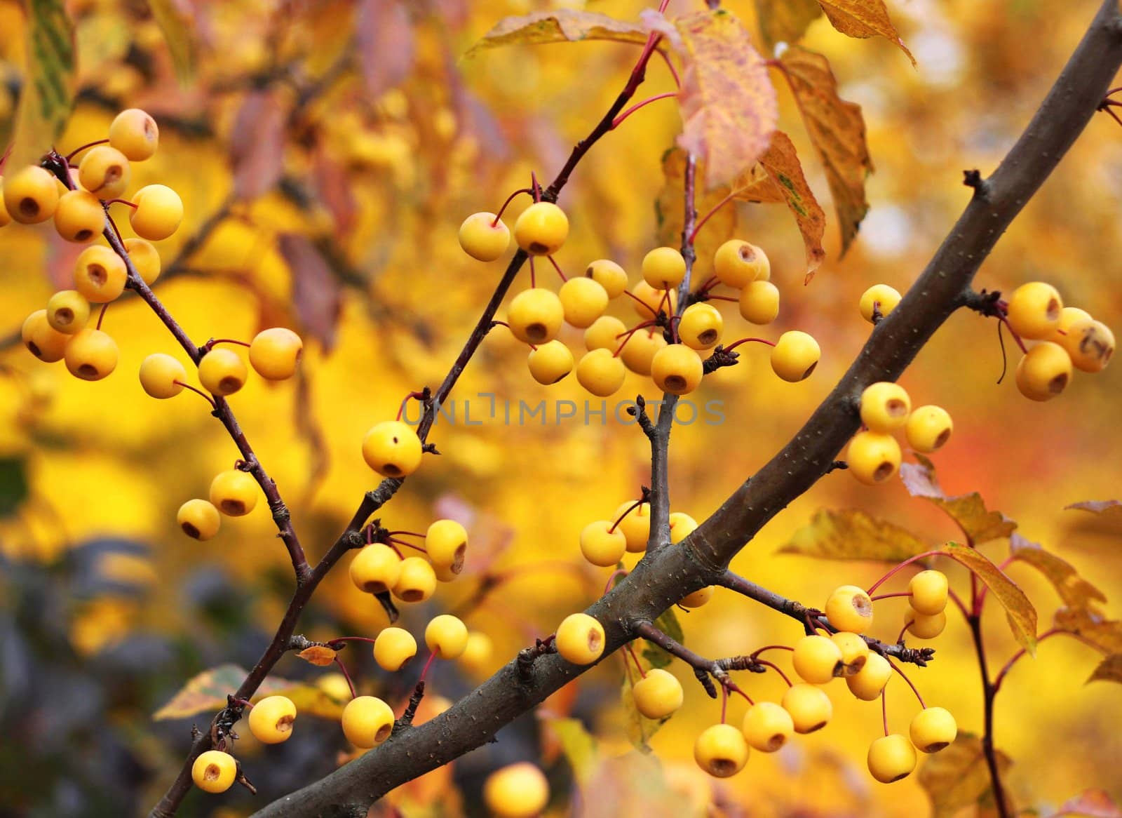 Abstract autumn close up of branches and yellow berries