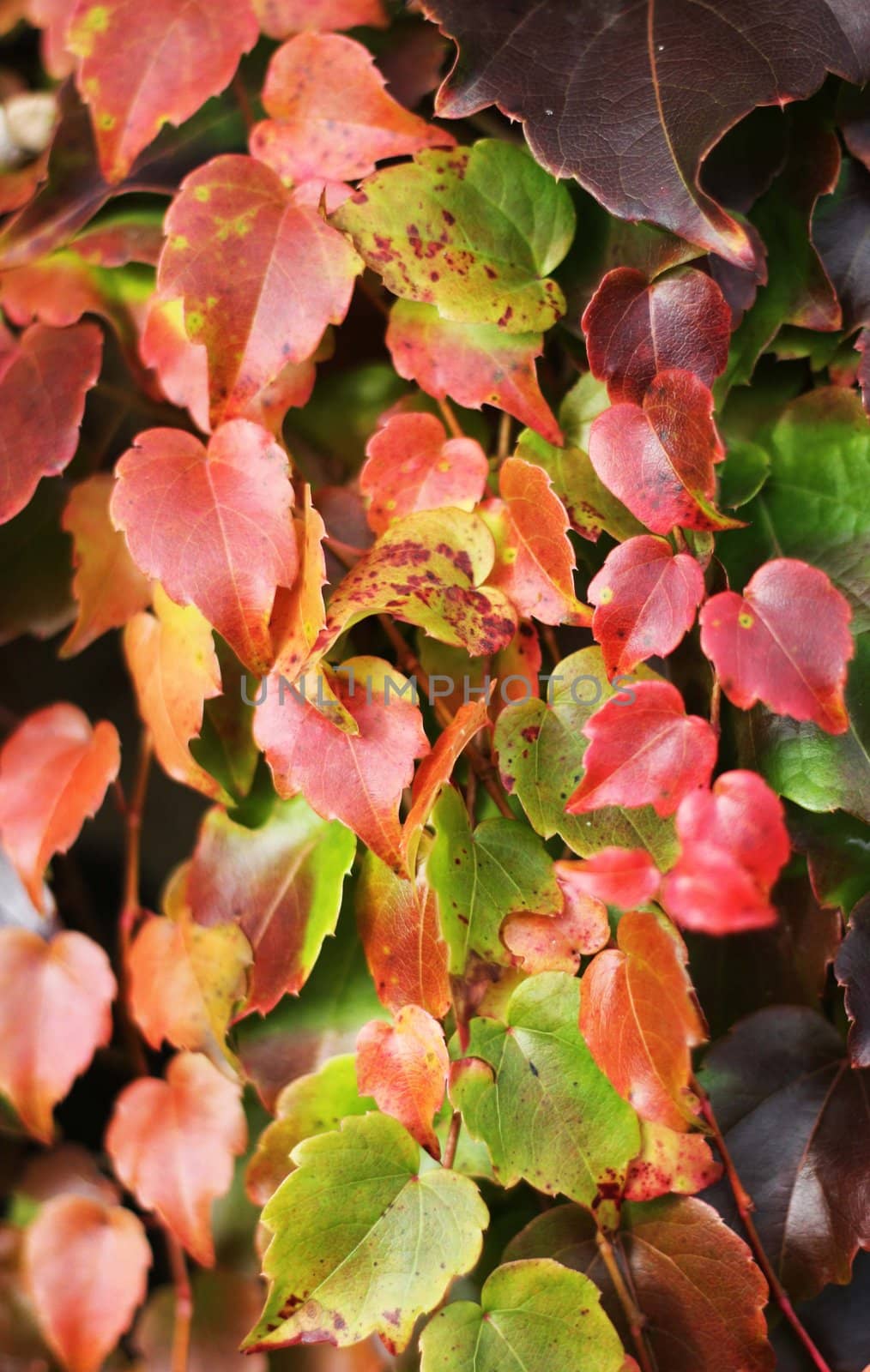 Close up of autumn ivy leaves