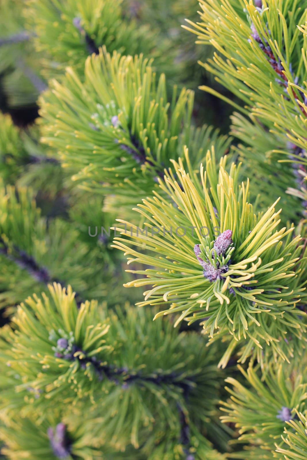 Close up of coniferous branches  by Kristina_Usoltseva