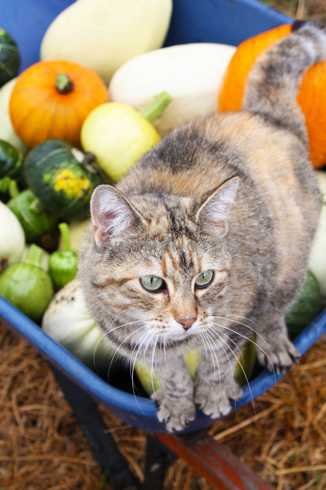 An image of a variety of organic heirloom winter squashes, including pumpkins, in a blue wheelbarrow.  A cat is balanced on the edge of the wheelbarrow, and the focus is on the cat.