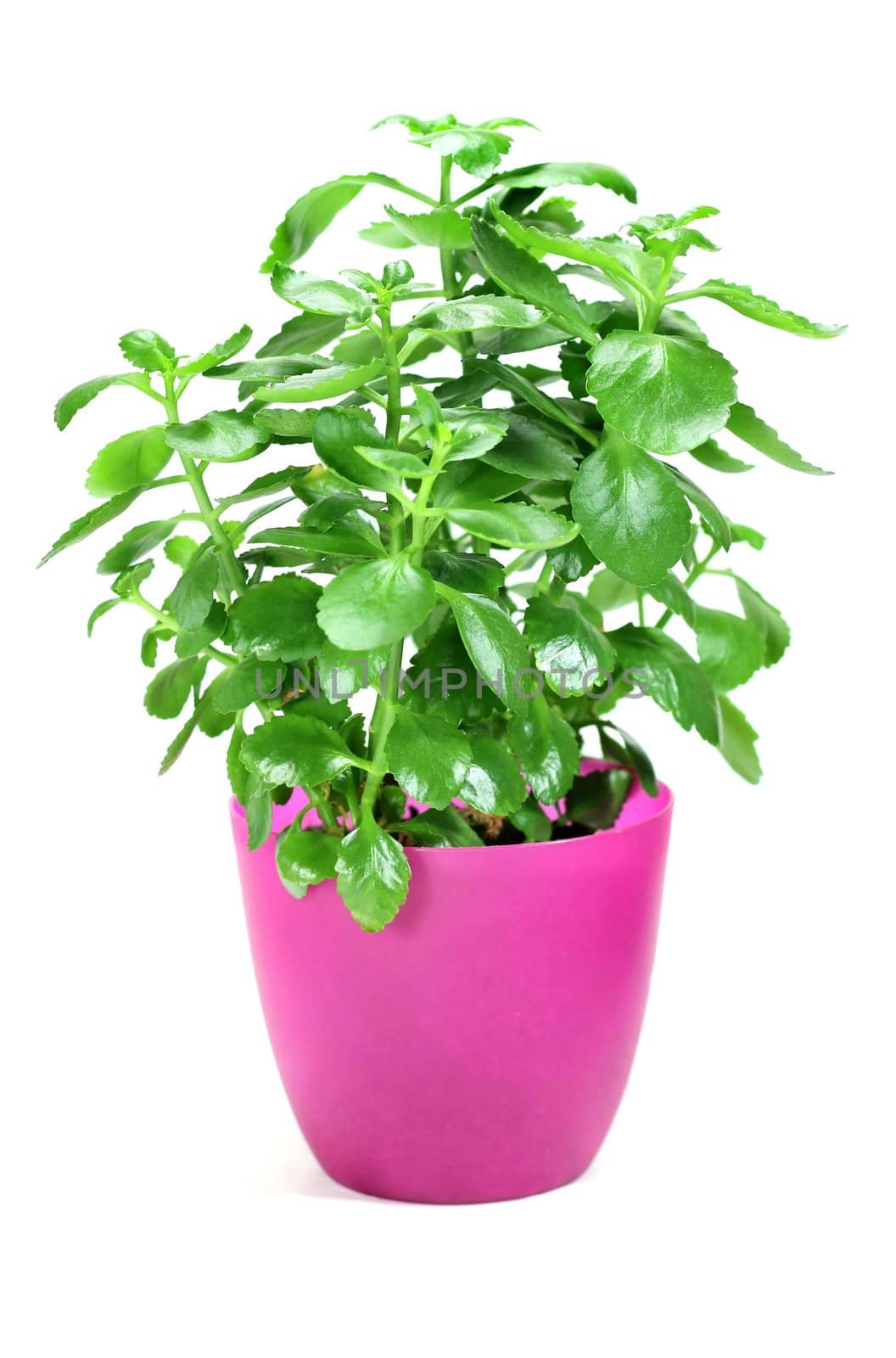 Green home plant in pink flower pot on white background 