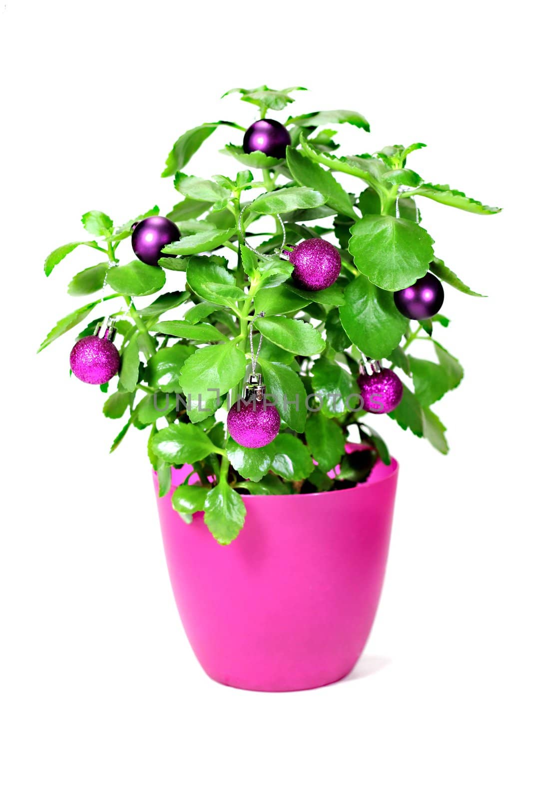 Green plant with Christmas baubles on white background