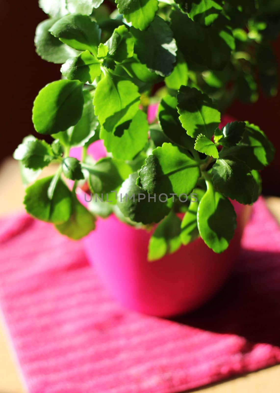 Green home plant in pink flower pot in sunlight
