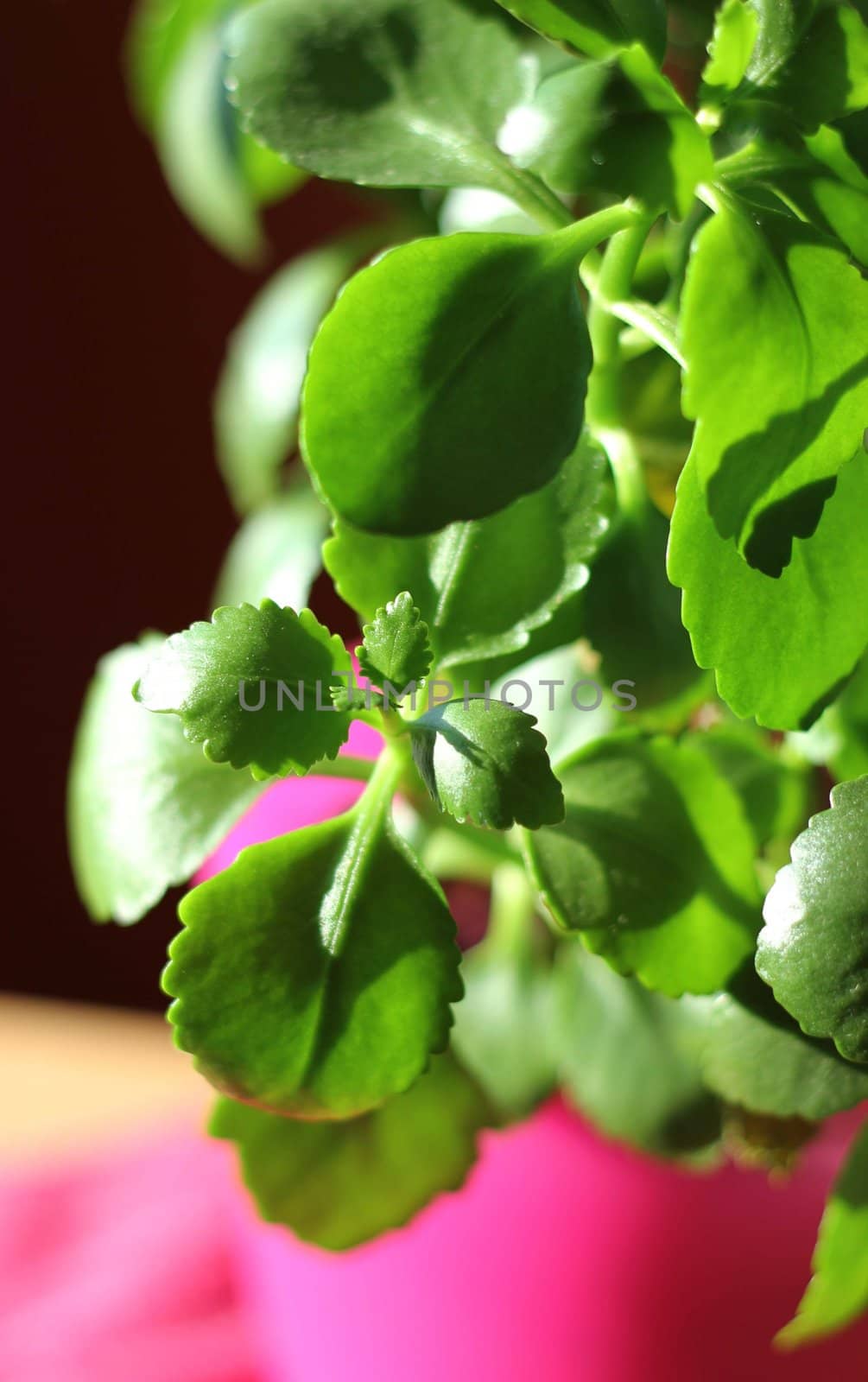 Green home plant in pink flower pot in sunlight