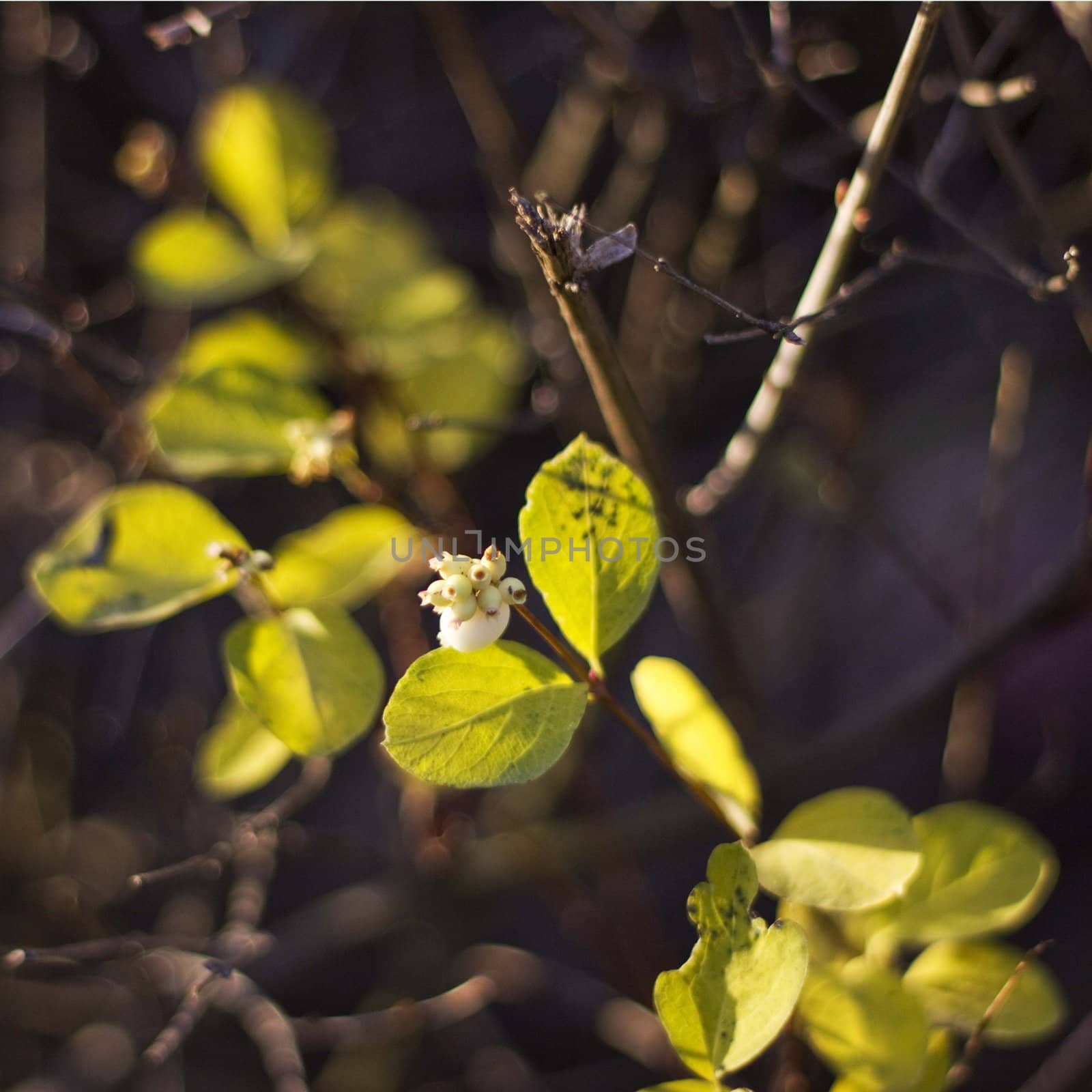 Branch with green leaves in autumn forest in sunrays