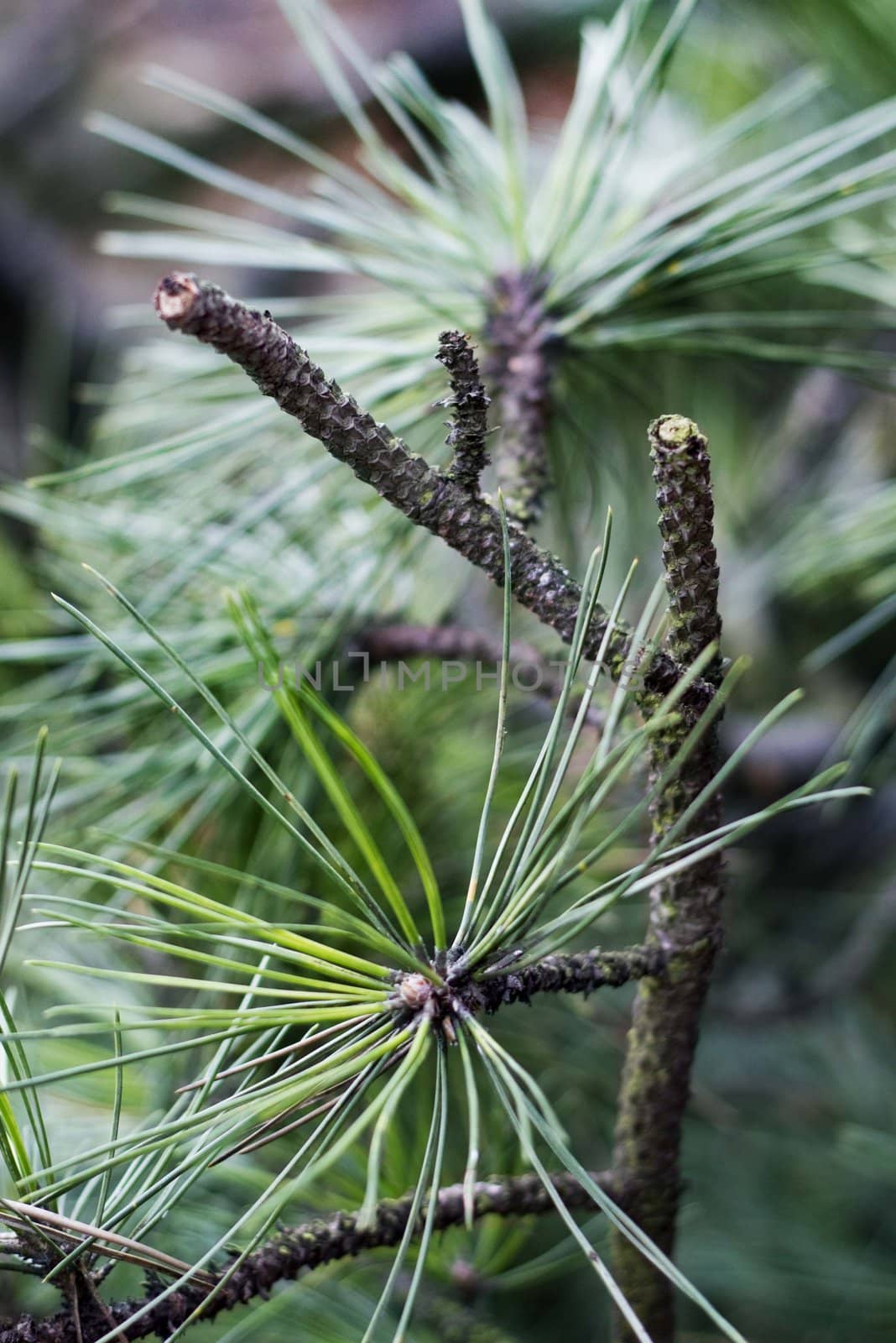 Close up of coniferous branches by Kristina_Usoltseva
