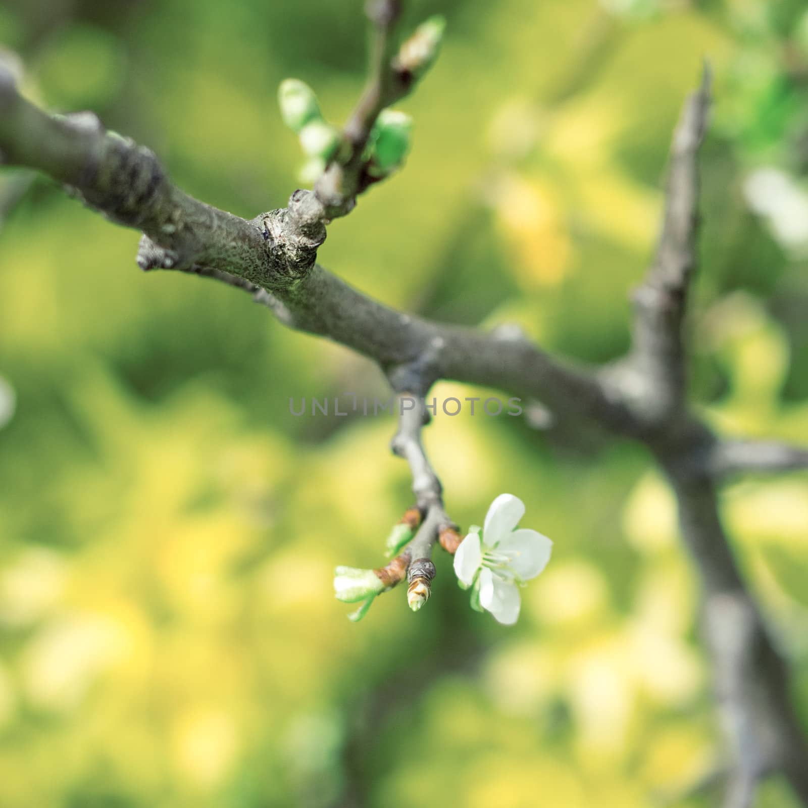 Close up of a branch on background of flowers by Kristina_Usoltseva
