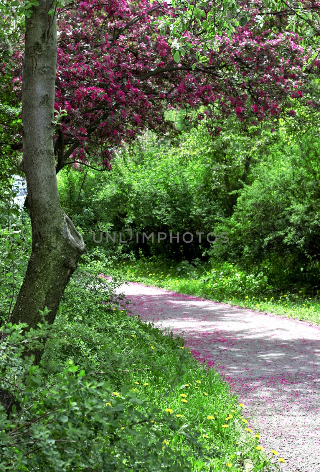 A road in a spring park with blooming pink tree