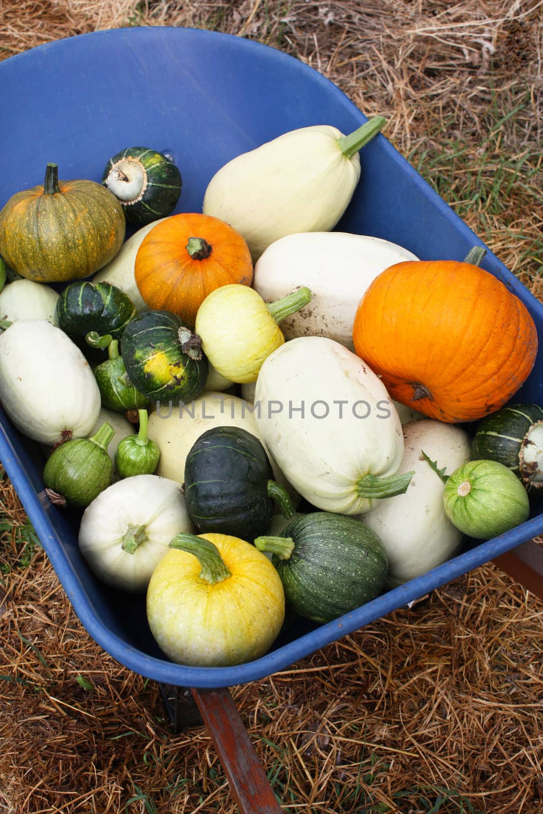 An image of a variety of organic heirloom winter squashes, including pumpkins, in a blue wheelbarrow.