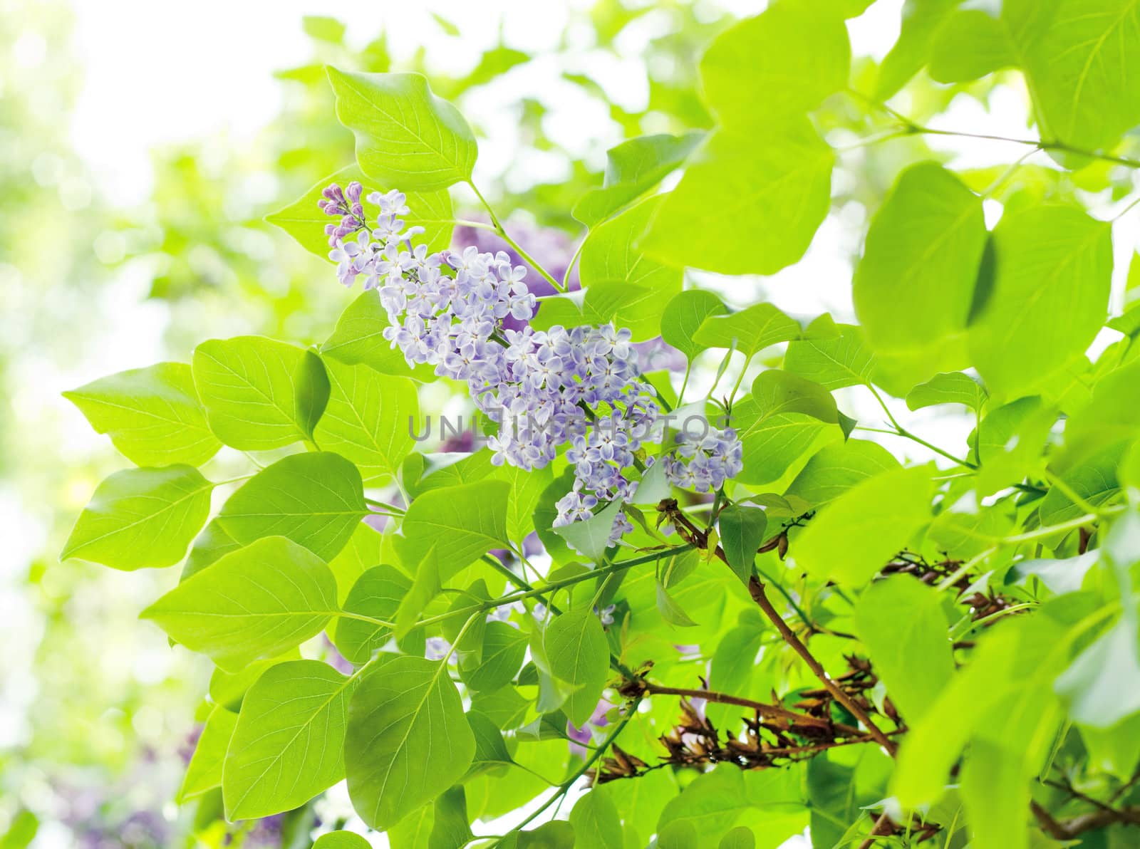 Close up of branches with blooming lilac in spring time