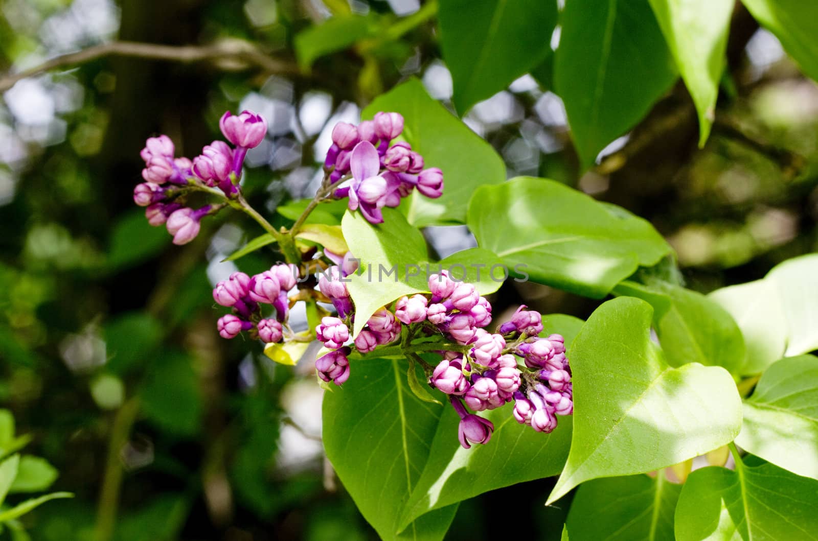 Close up of branches with blooming lilac in spring time