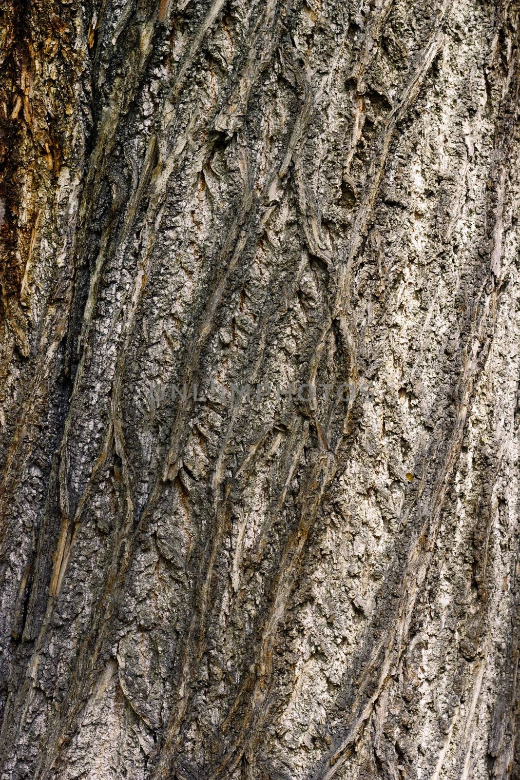 Close up of bark by Kristina_Usoltseva