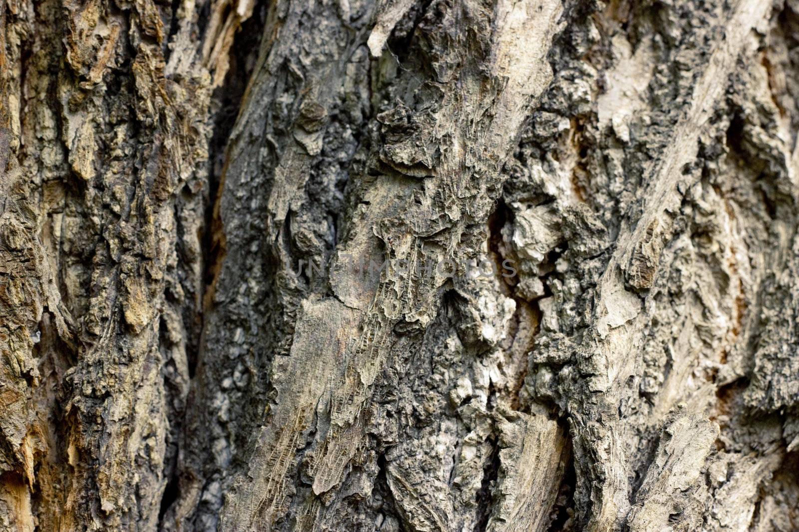 Close up of bark by Kristina_Usoltseva