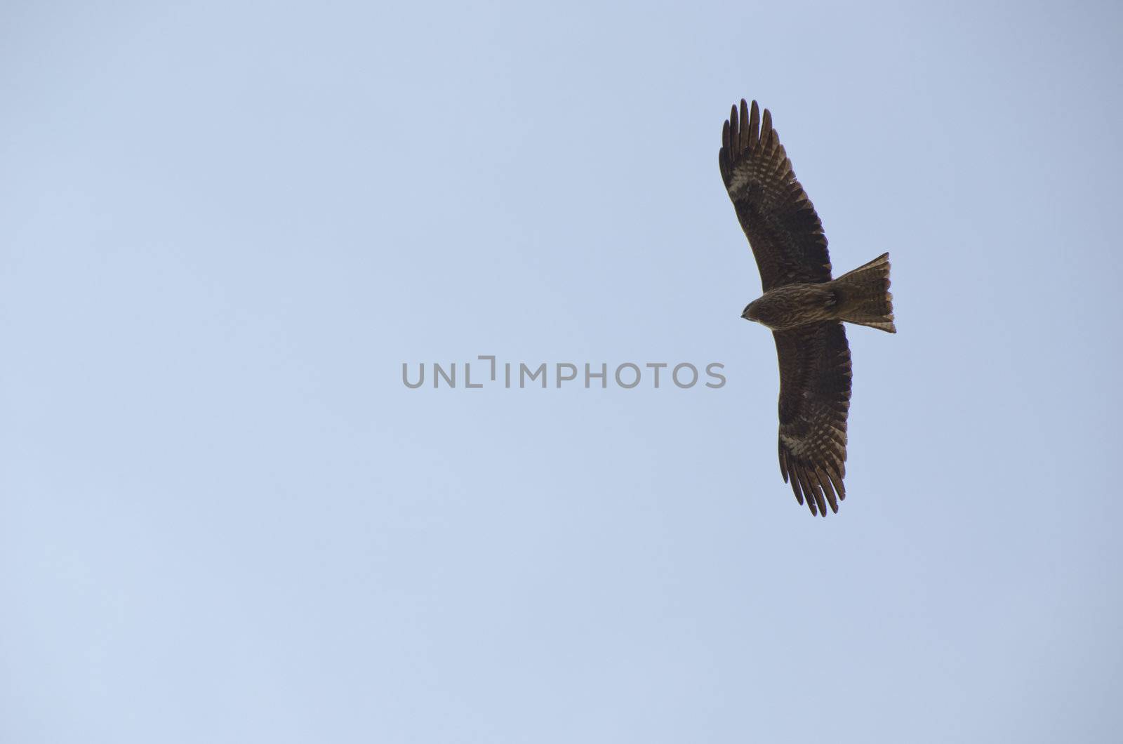 Black Kite, Milvus migrans by Arrxxx