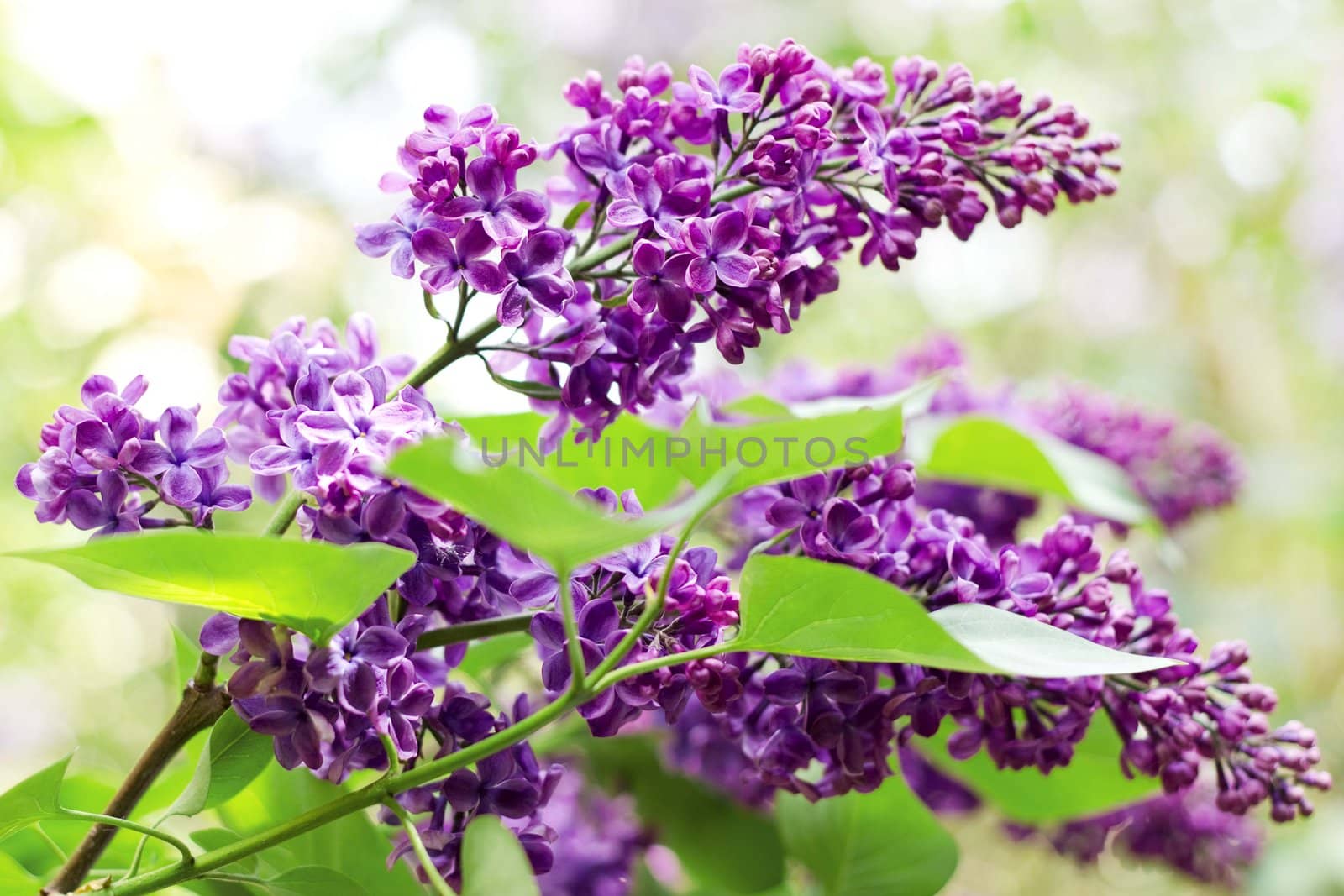 Close up of branches with blooming lilac in spring time