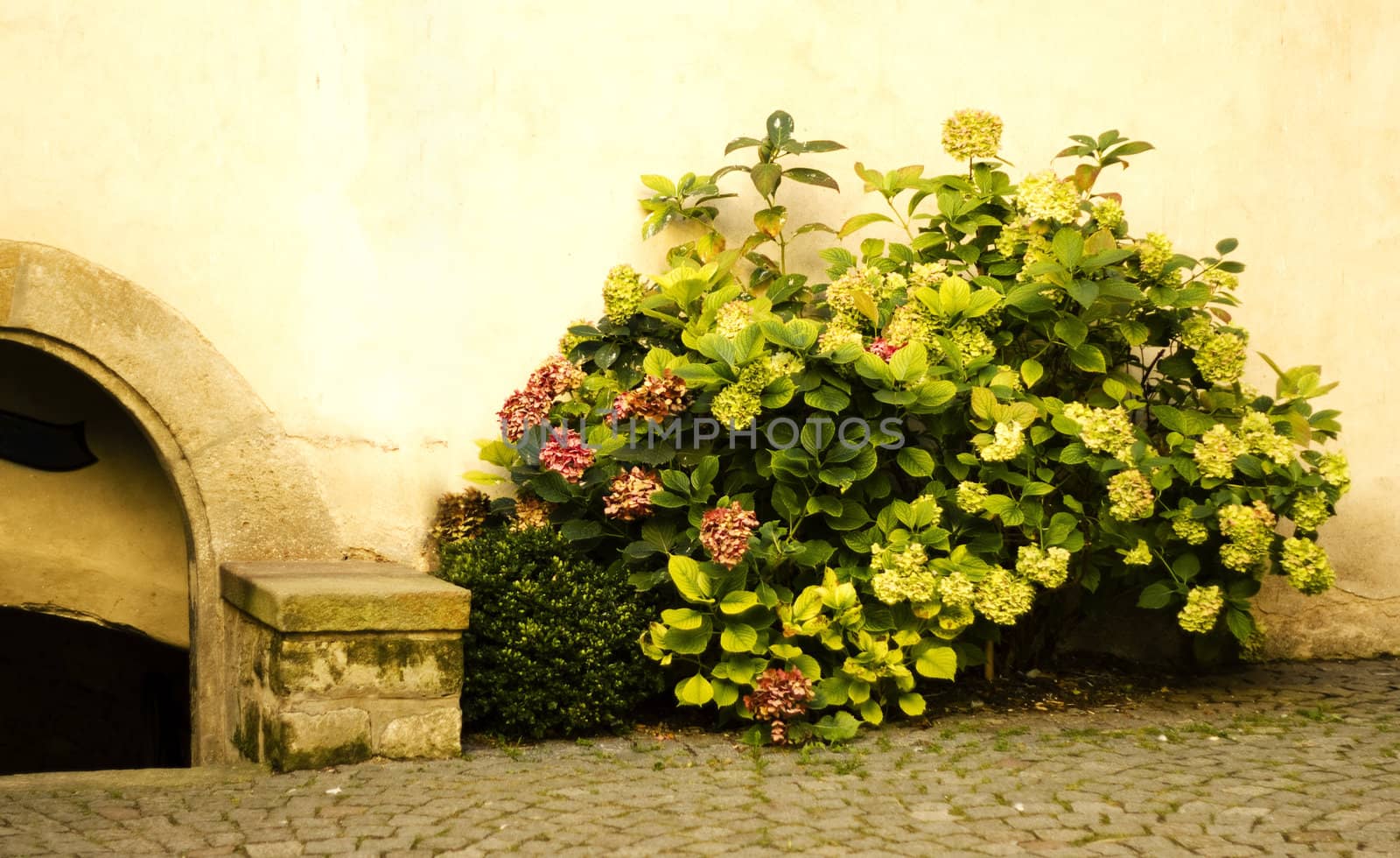 Close up of an old wall and a blooming bush