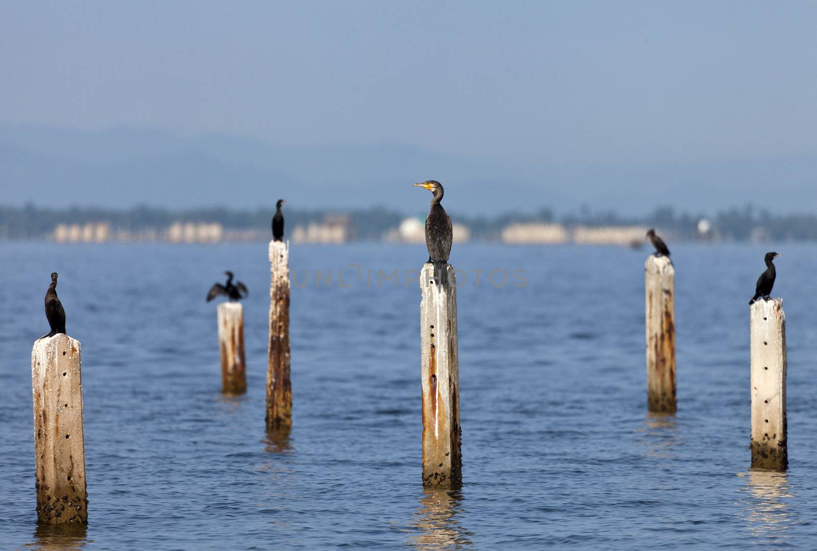 A Great Cormorant on post surrounded by Little Cormorant.