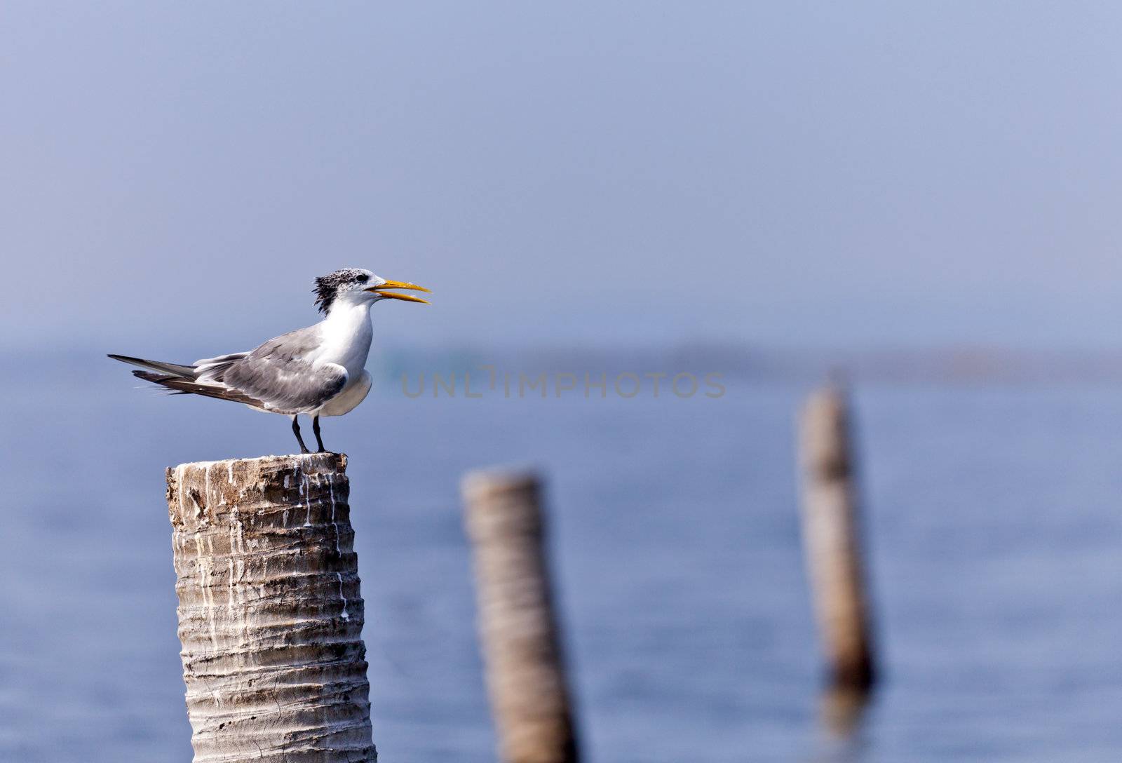 A Great Crested Tern on coconut stub.