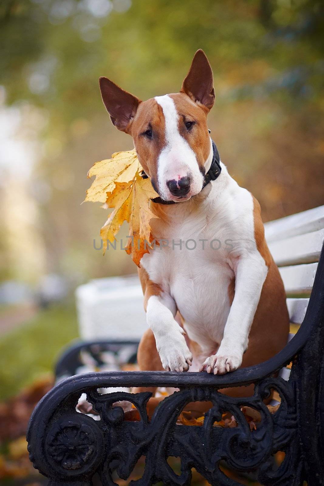 The red bull terrier sits on a bench in the autumn afternoon