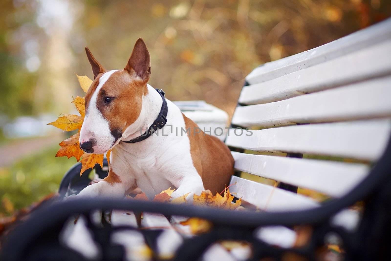 The red bull terrier lies on a bench in the autumn afternoon
